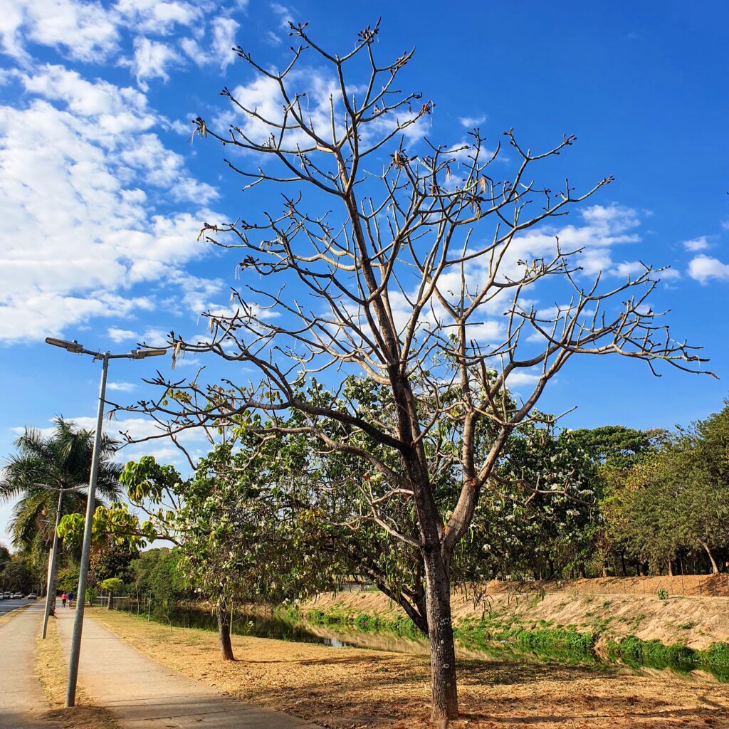 Embiruçu-do-mato sem folhas e com flores.