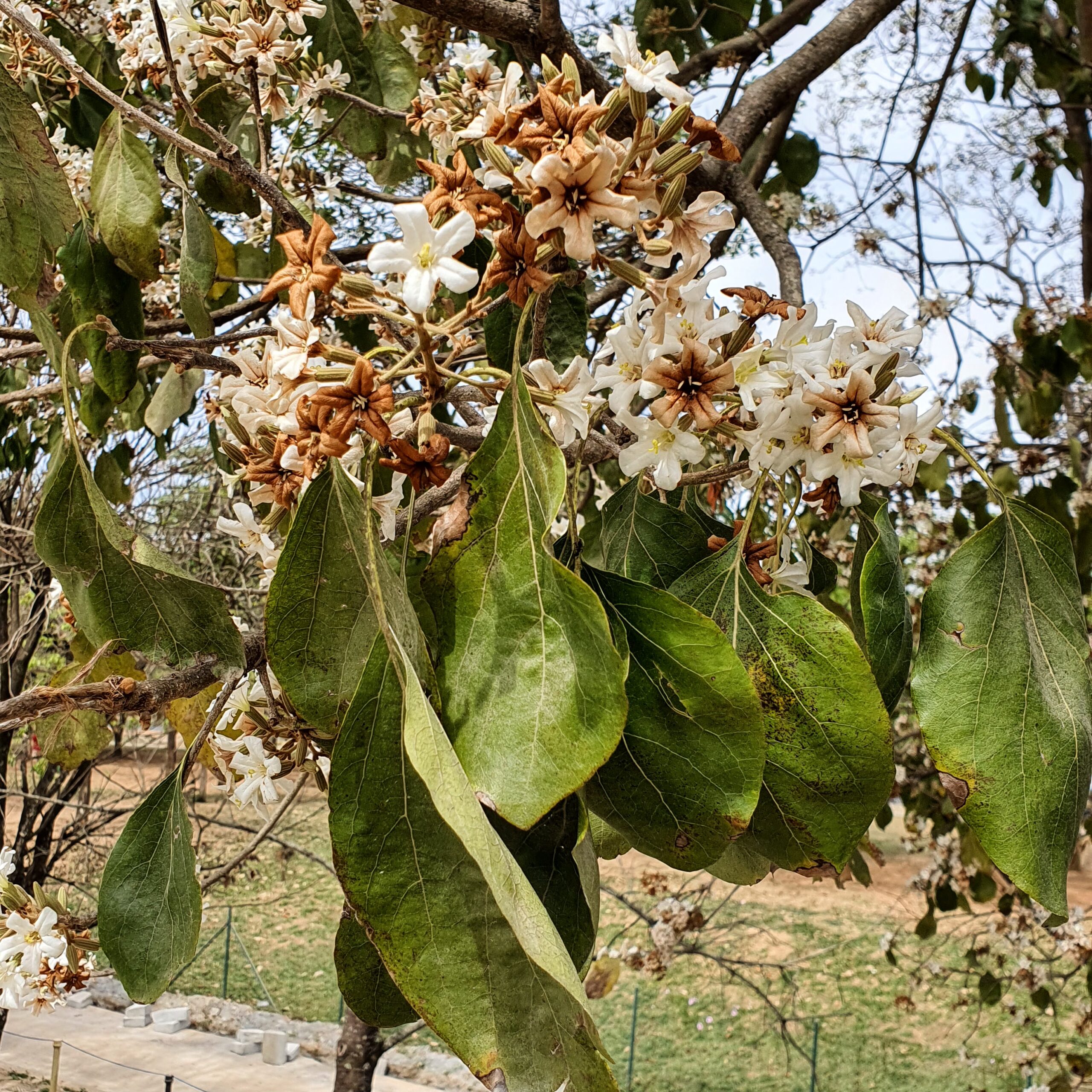 Folhas e flores da claraíba.