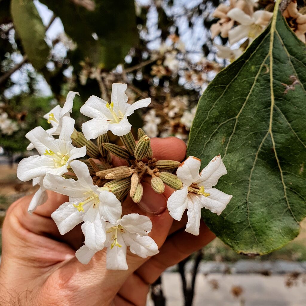 Flores da claraíba.