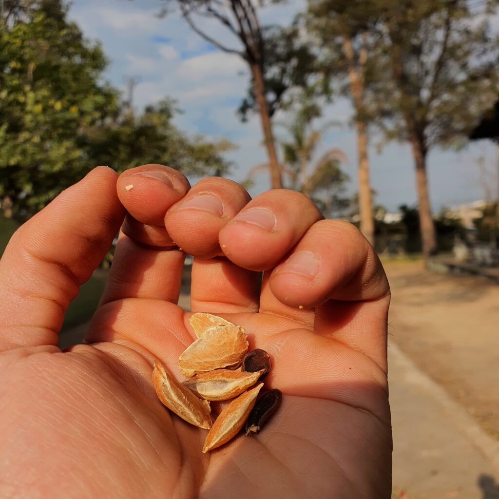 Sementes do tamboril.