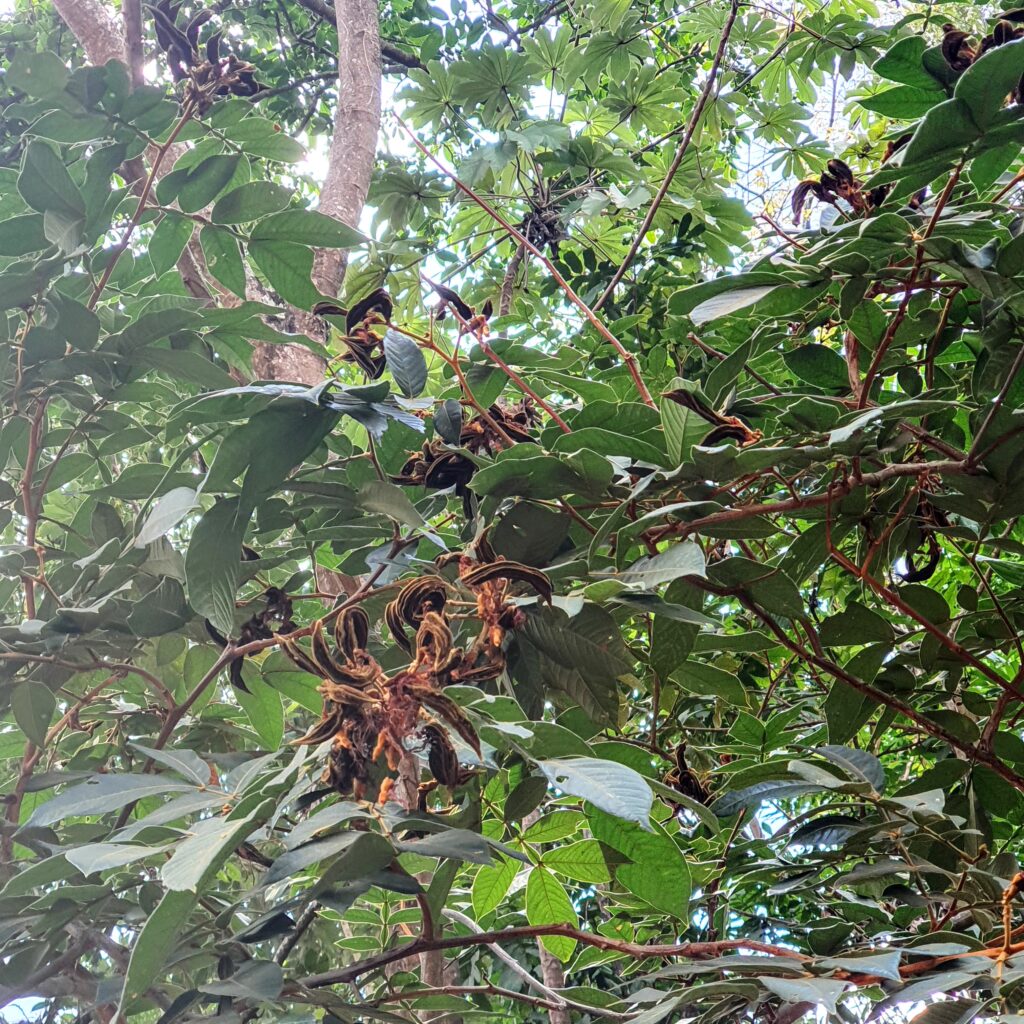 Frutos amadurecidos do ingá-de-macaco.