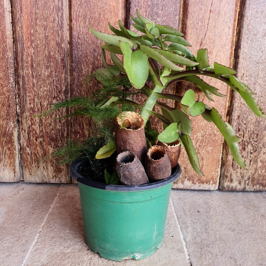 Frutos do jequitibá usados na decoração.