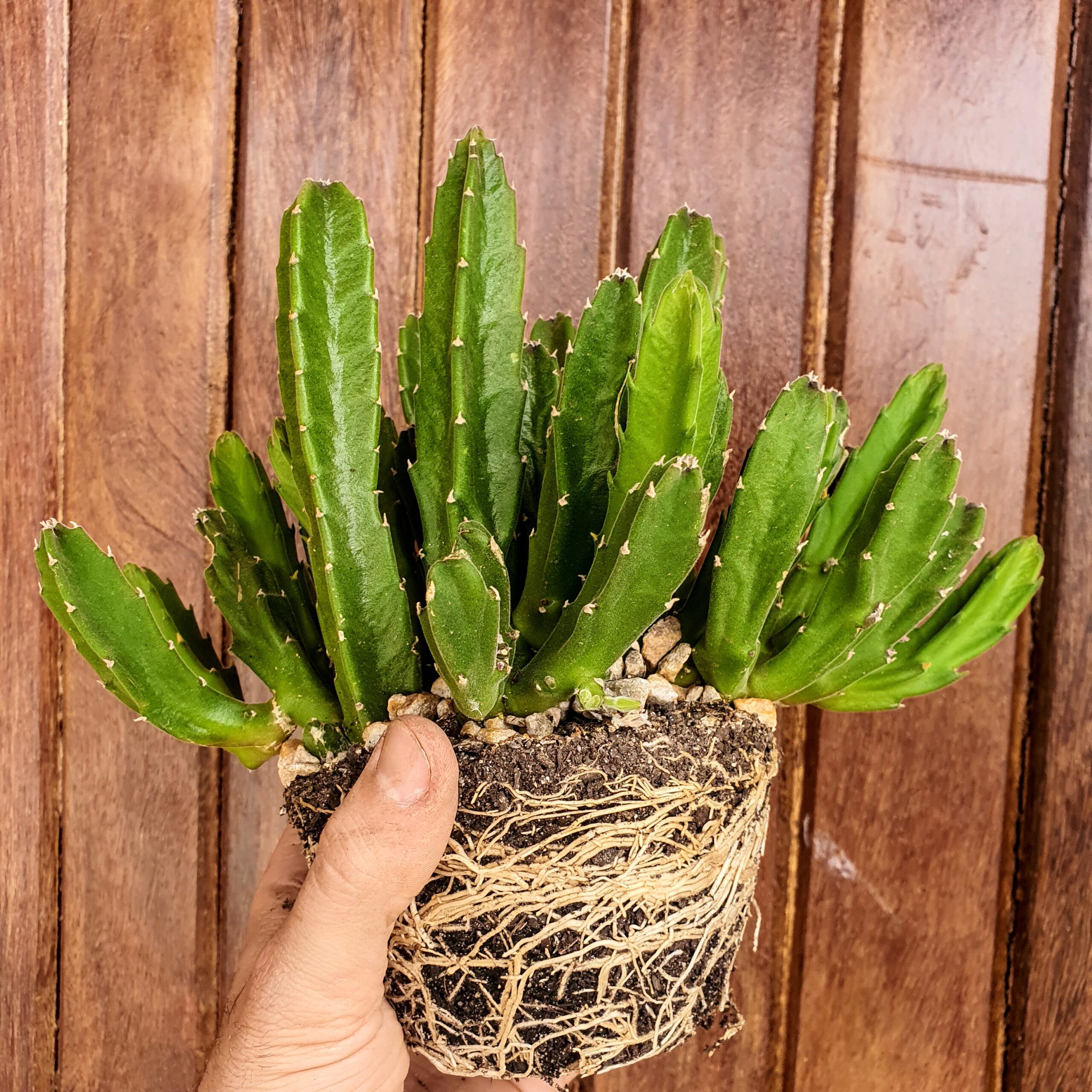 Raizes da flor-estrela.