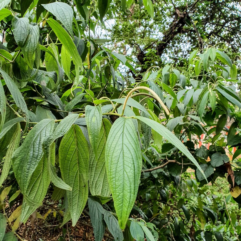 Folhas e das inflorescências da pimenta-de-macaco.