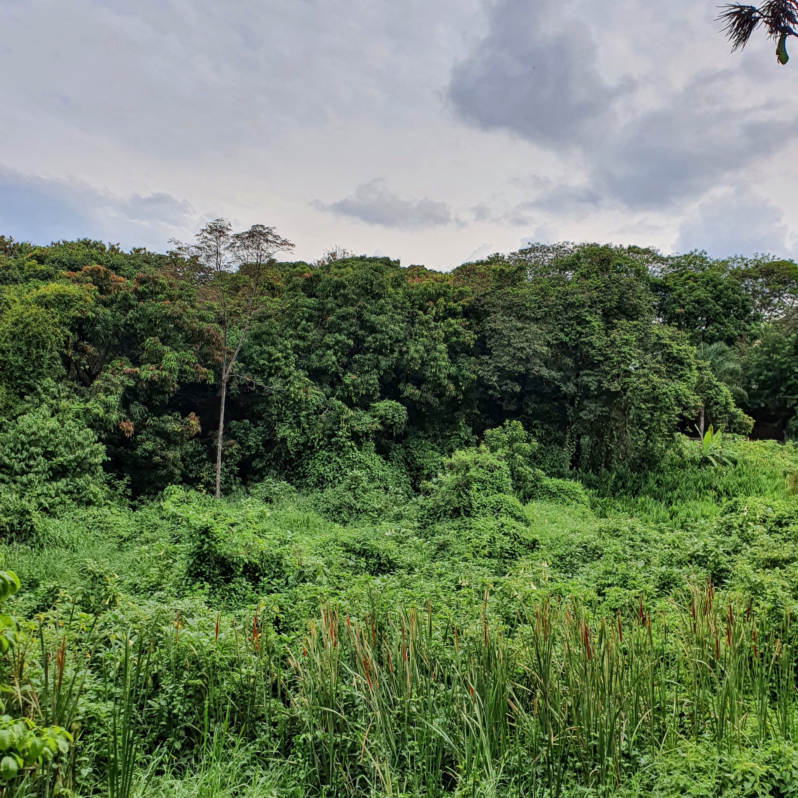 Área verde composta por vegetação nativa altamente antropizada.