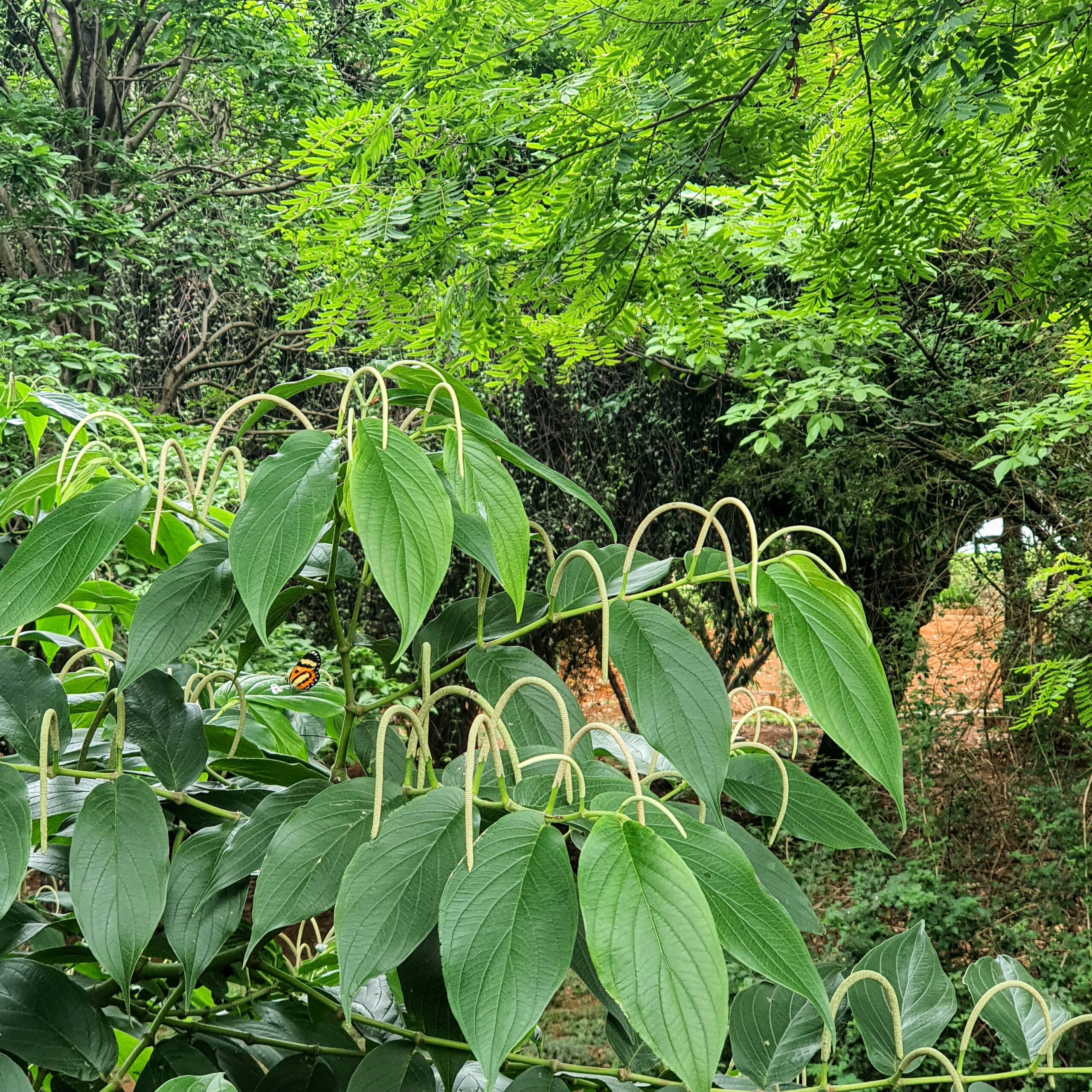 Folhas e das inflorescências da pimenta-de-macaco.