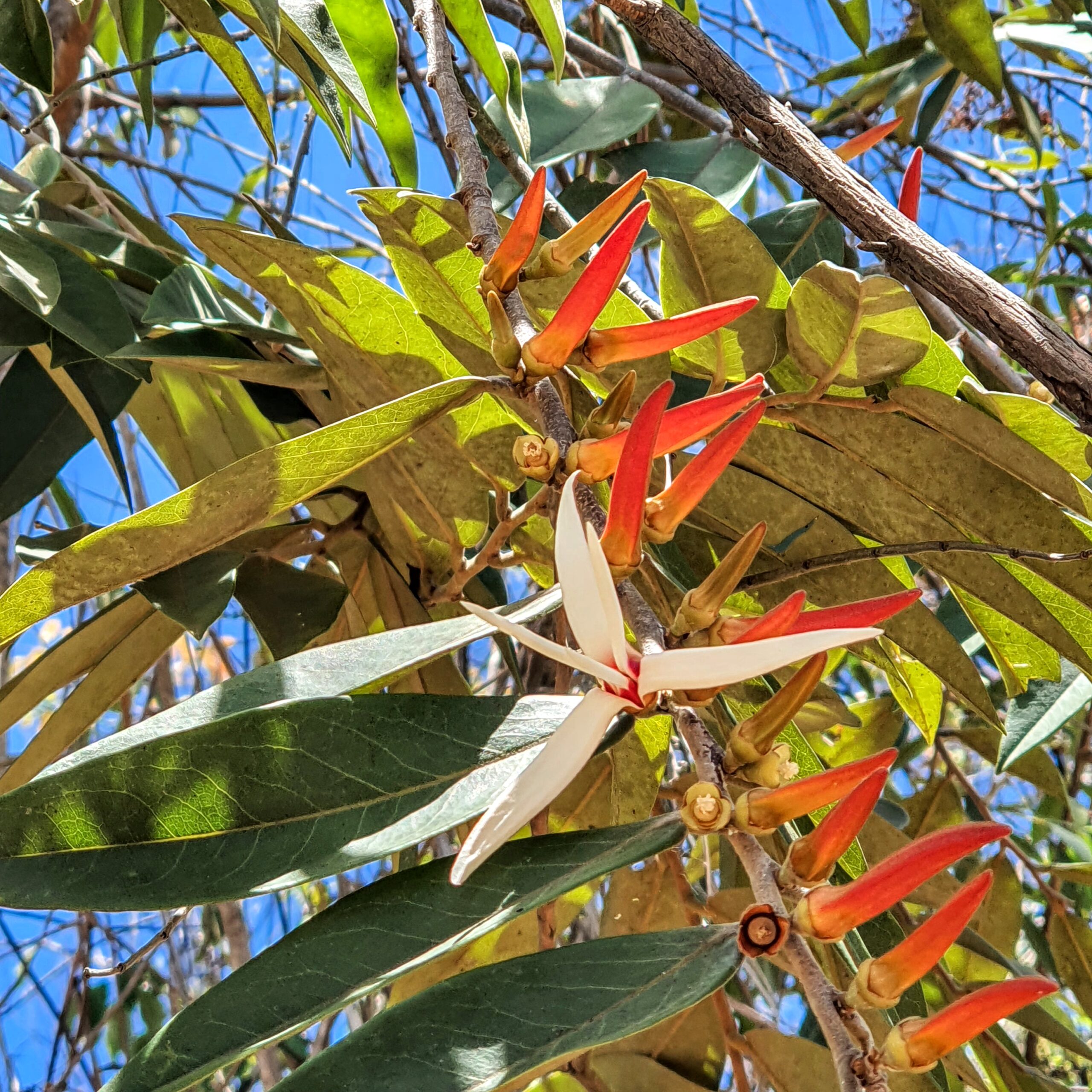 Flores da pimenta-de-macaco