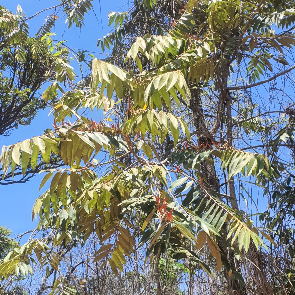 Folhas da pimenta-de-macaco.