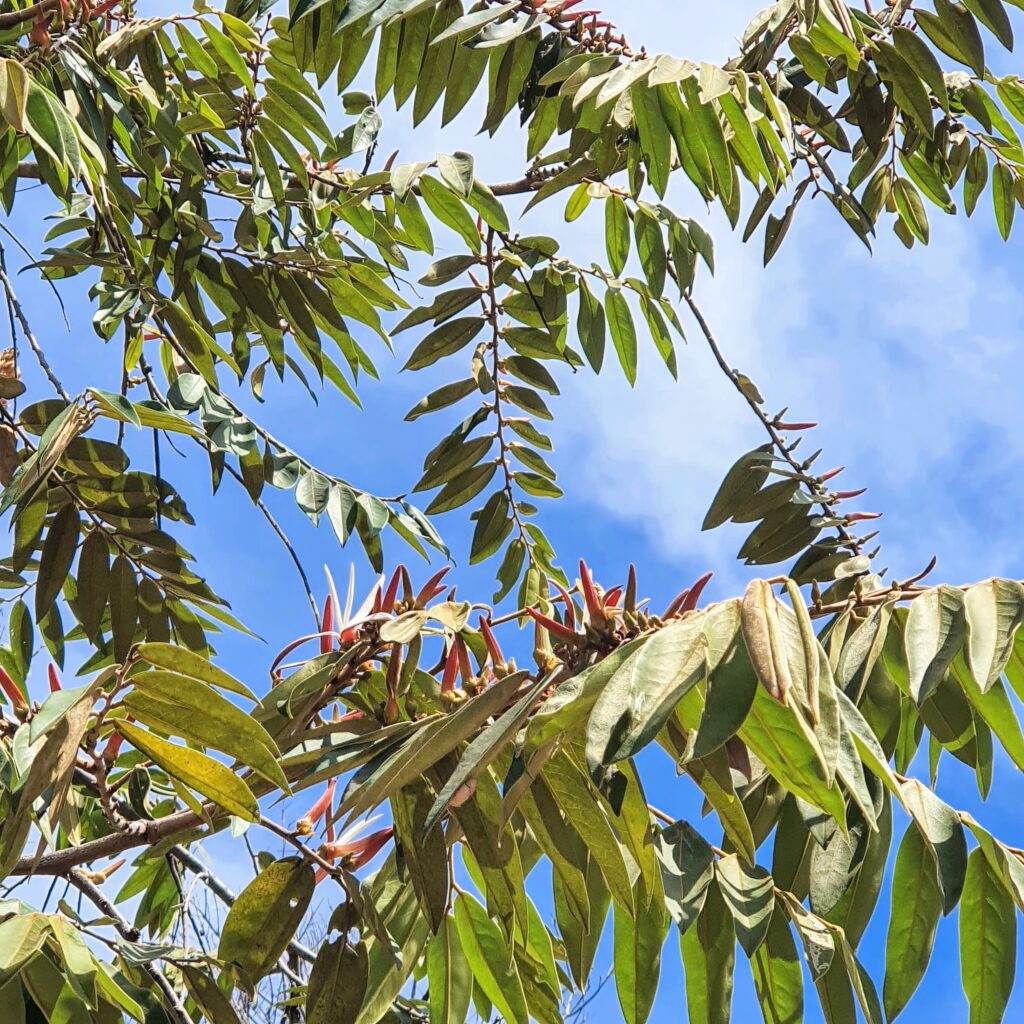 Folhas e flores da pimenta-de-macaco.