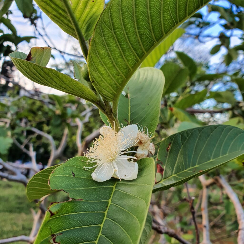 Flor da goiabeira.