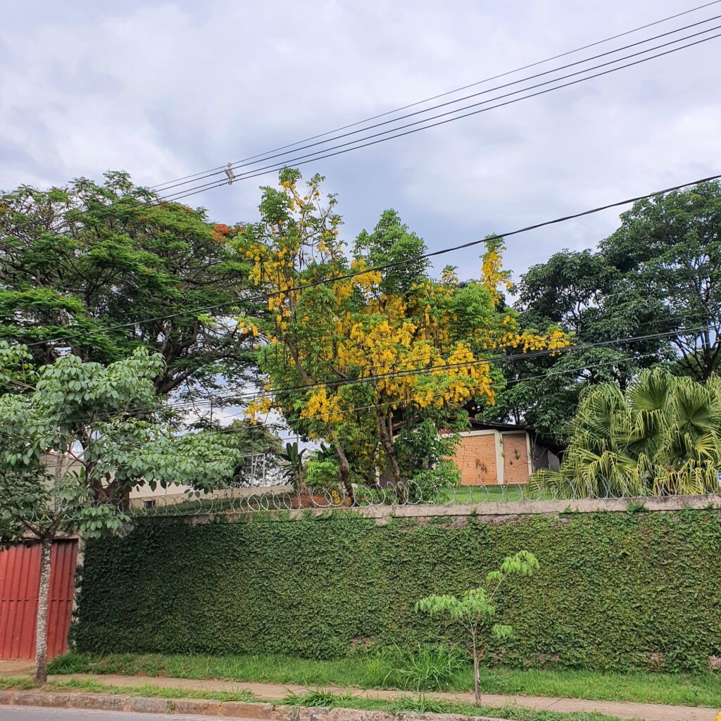 Chuva-de-ouro florida.