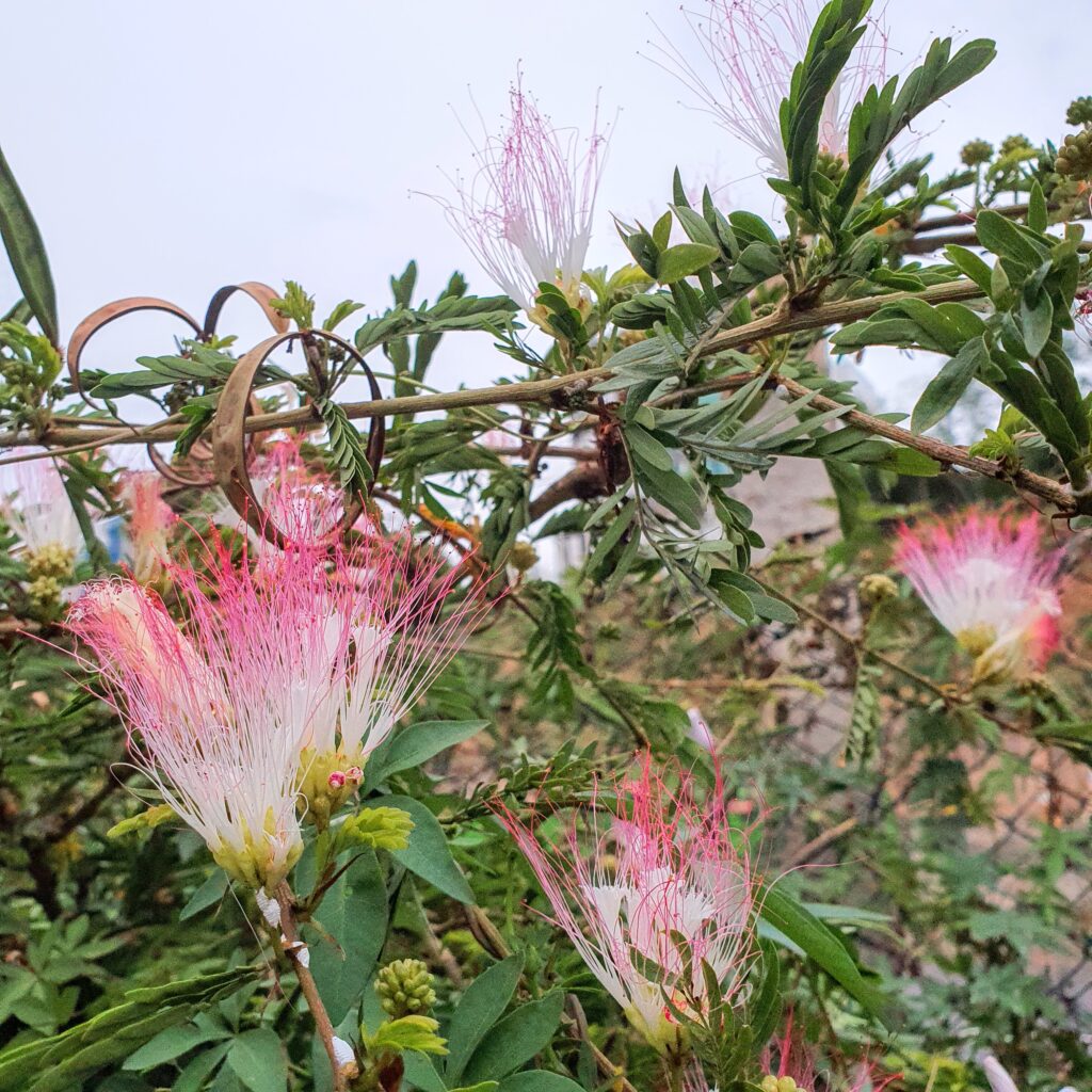 Inflorescências, folhas e frutos da esponjinha.