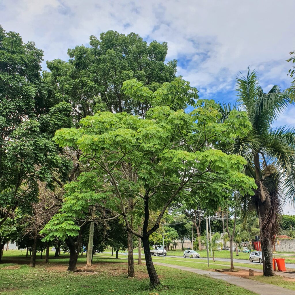 Embiruçu verde.