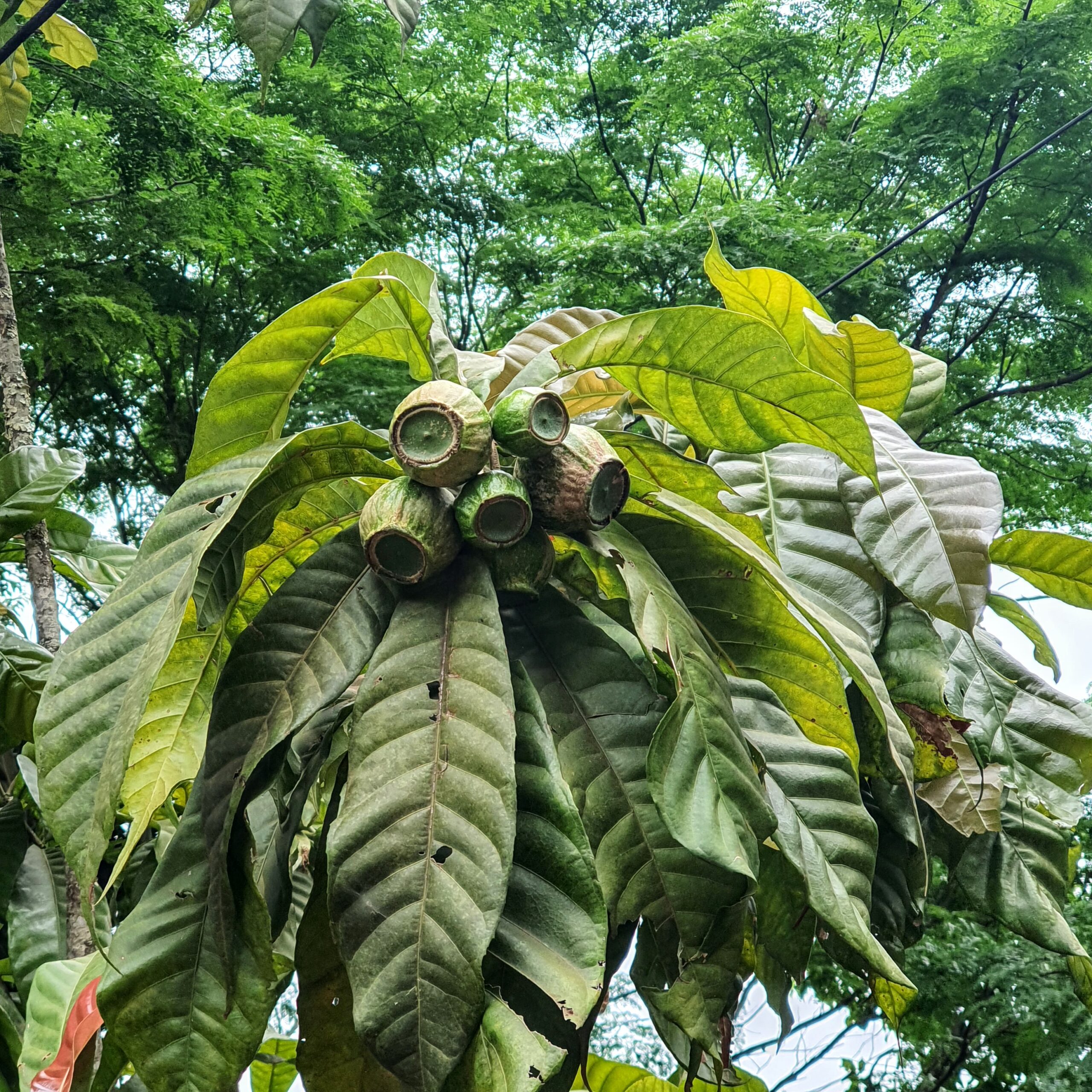 Folhas e frutos da jeniparana