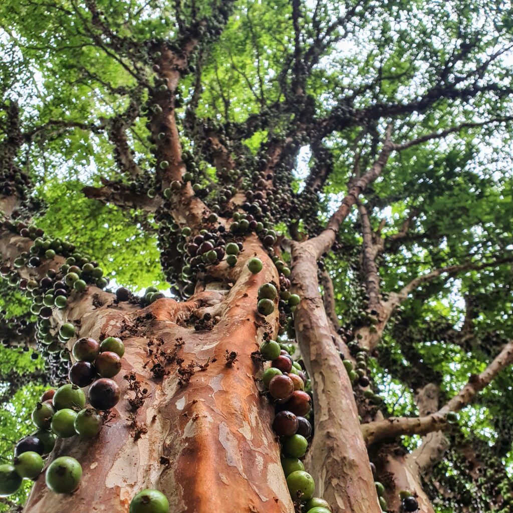 Jaboticaba (Plinia grandifolia) Tronco e frutos da jaboticabeira.