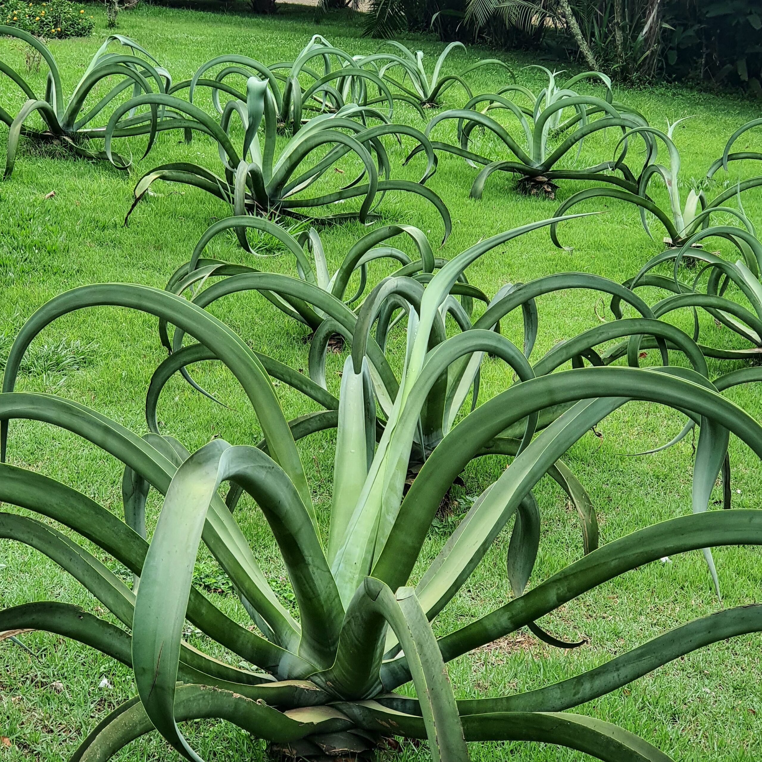 Silhueta do agave-polvo.