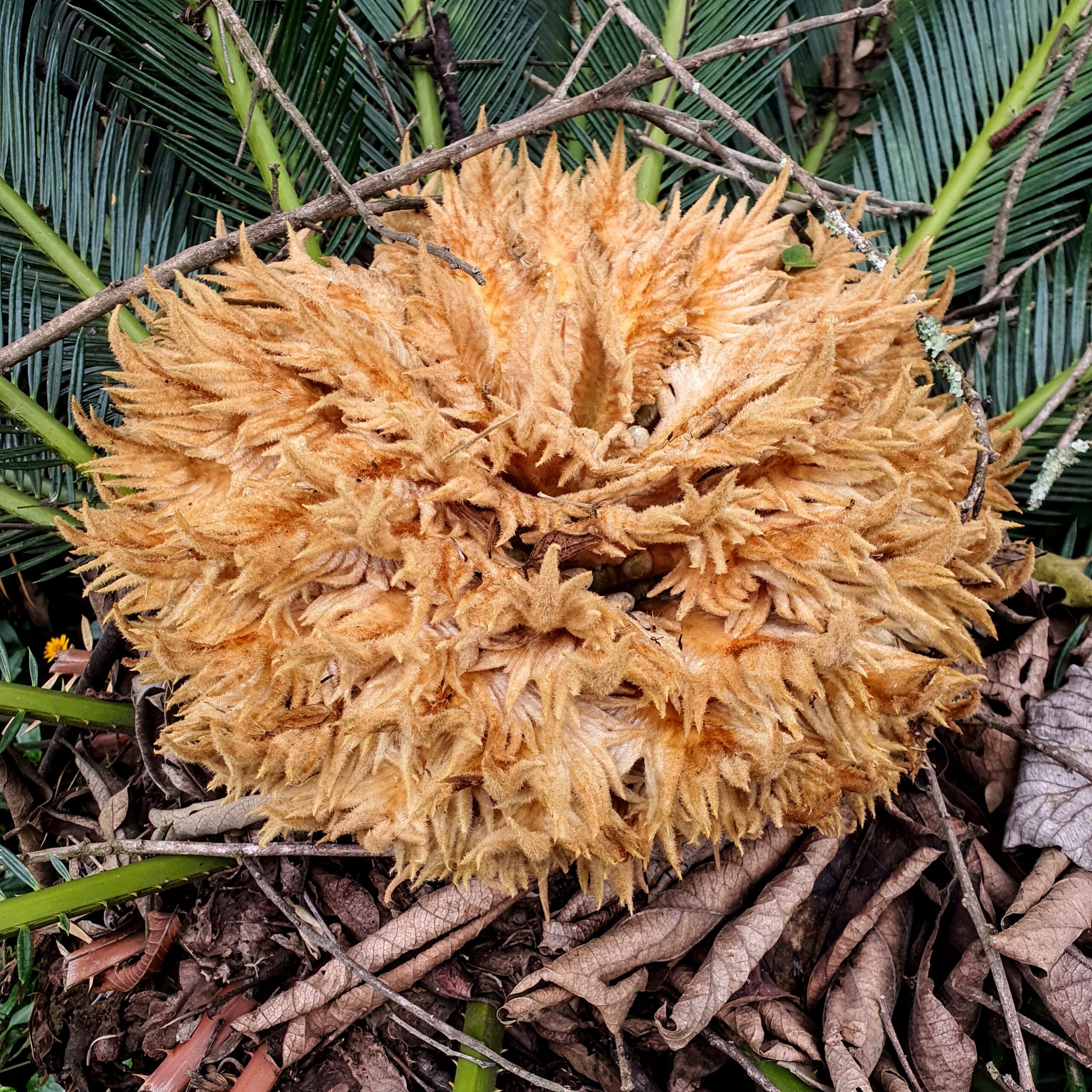 Inflorescência da palmeira-sagu.