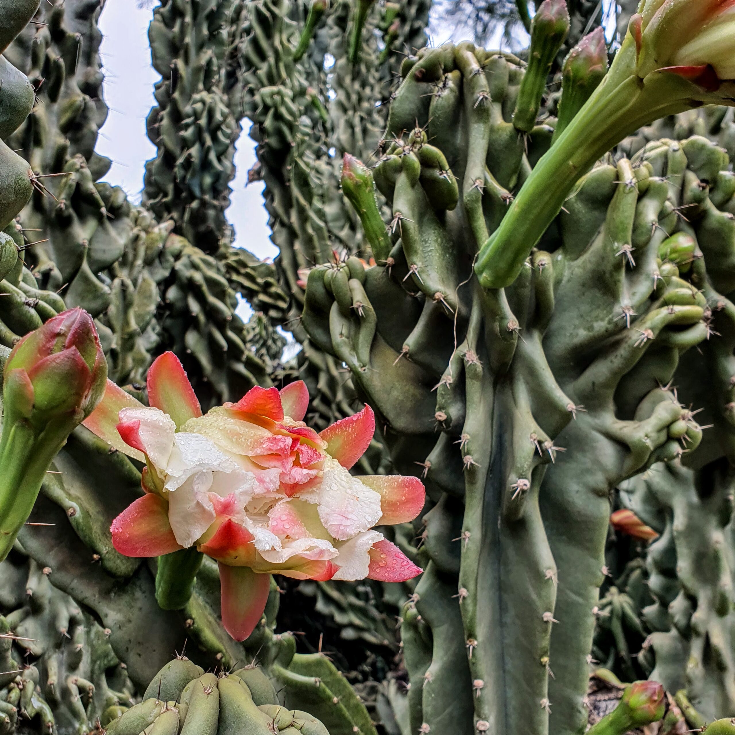 Flores e ramos do mandacaru-monstruoso-do-peru.