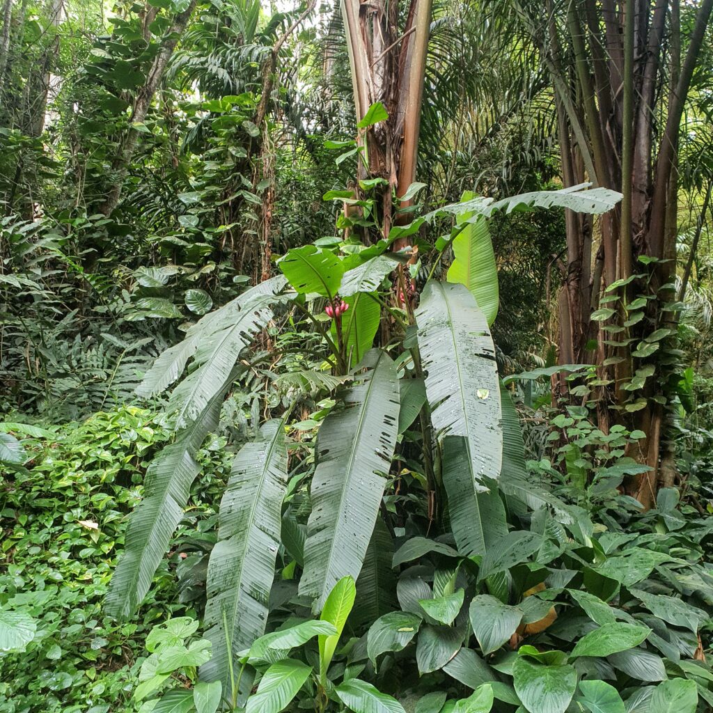 Bananeira-rosa.