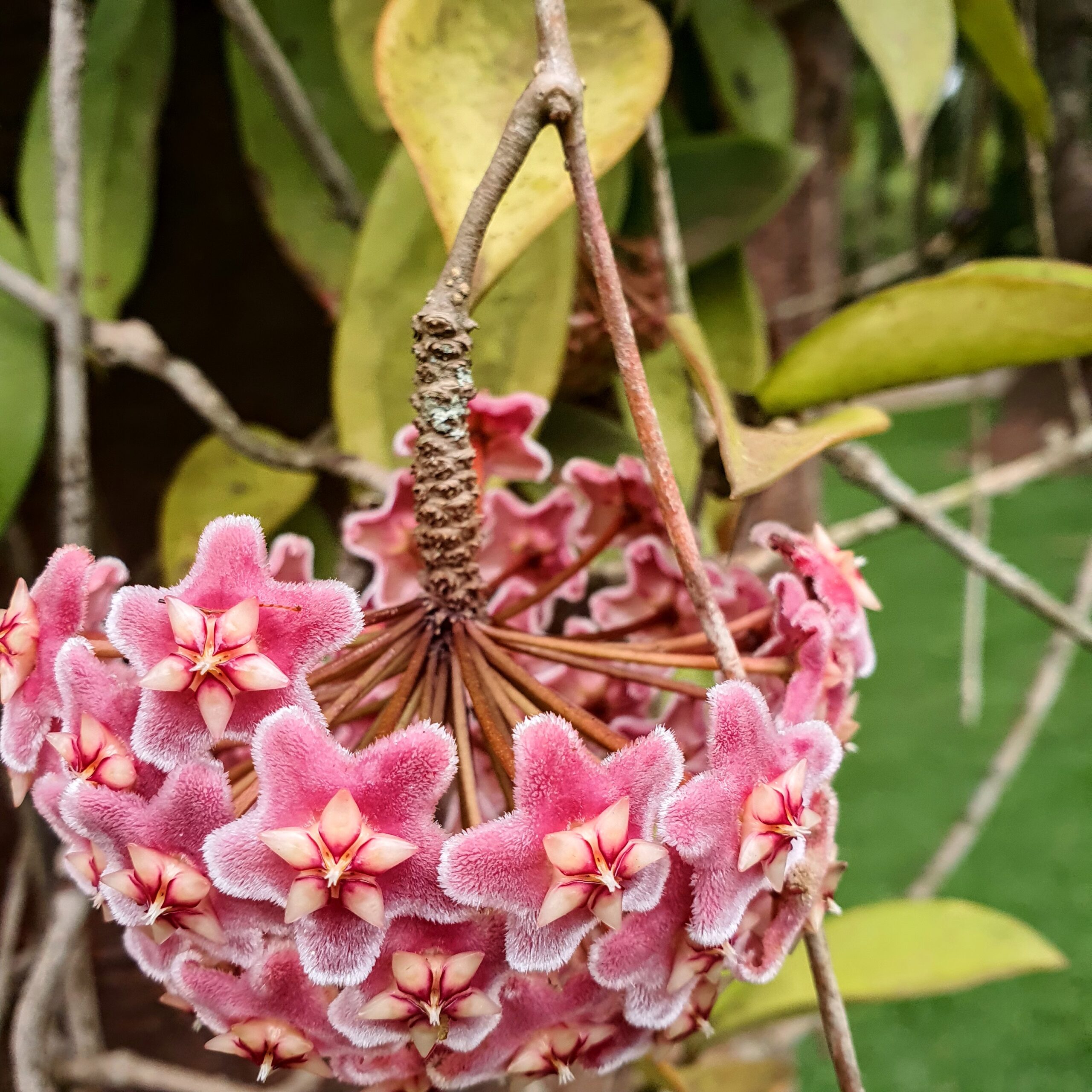 Hoya carnosa - flor de cera | Biologia da Paisagem