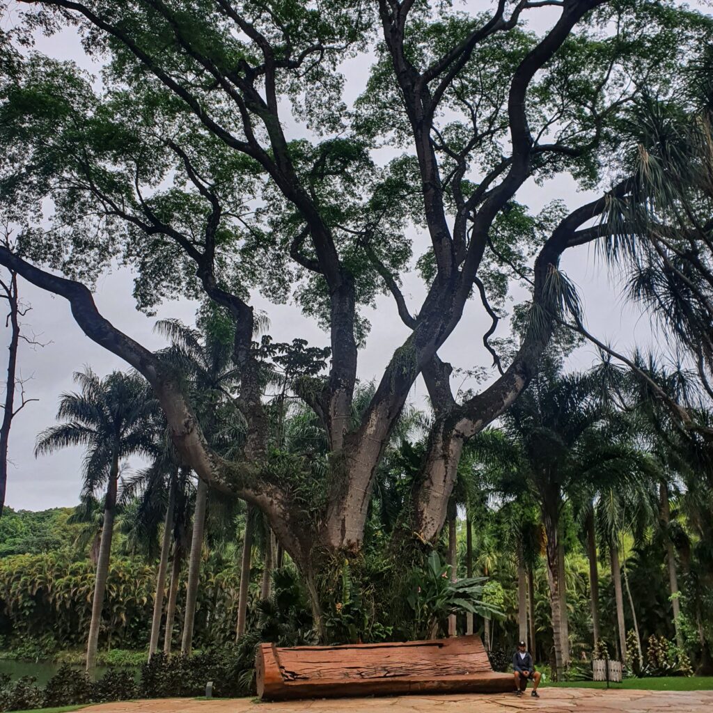 Tamboril de grande porte.