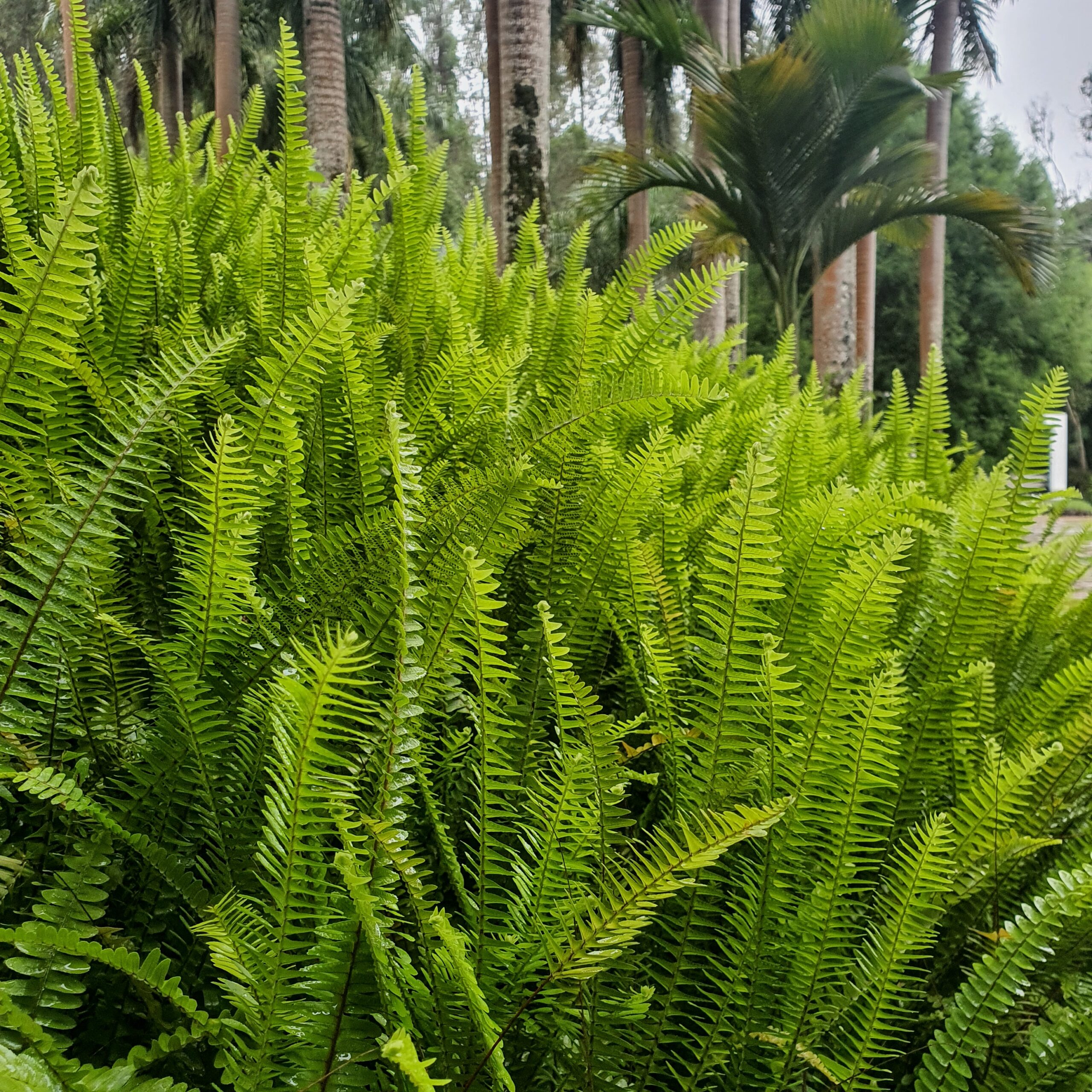 Frondes da samambaia-paulista.