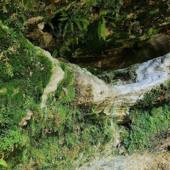 Musgos-tapete vegetando sobre pedra