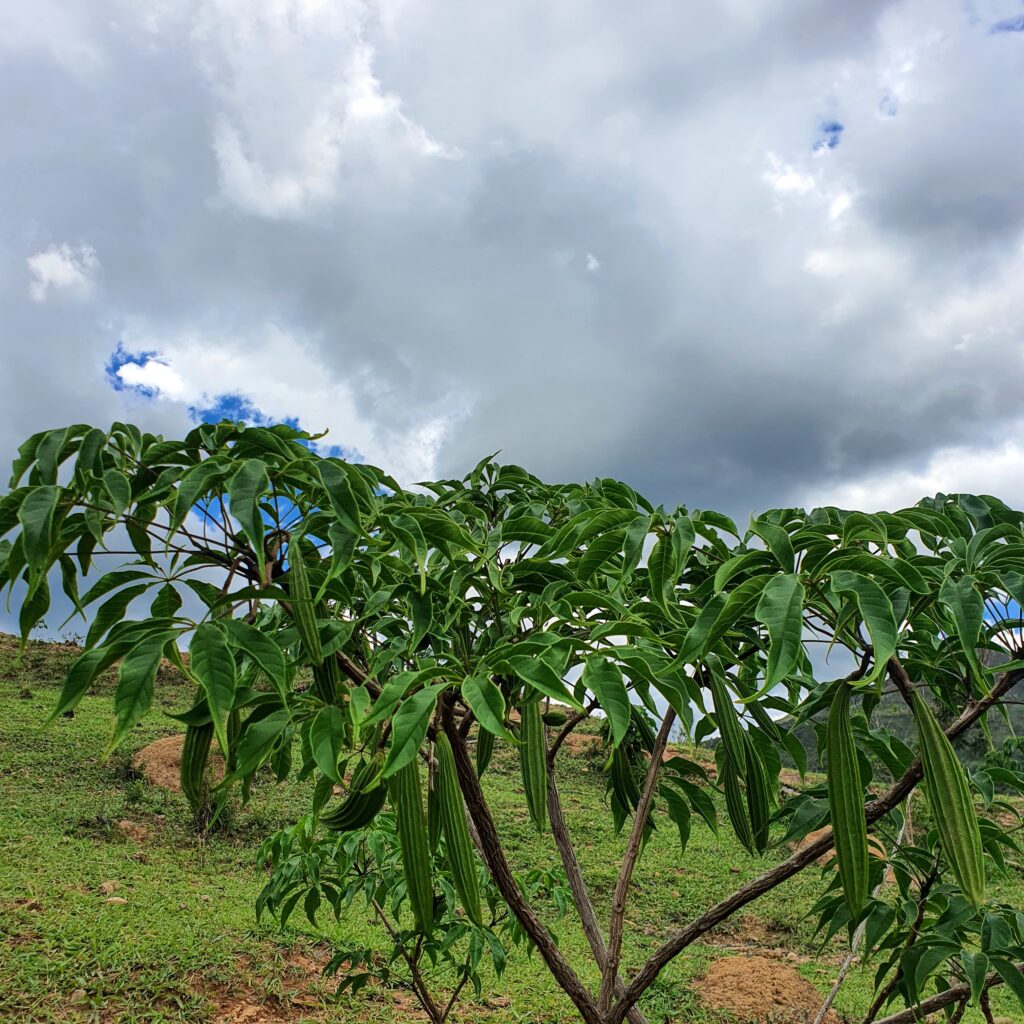 Frutos do ipê-verde.