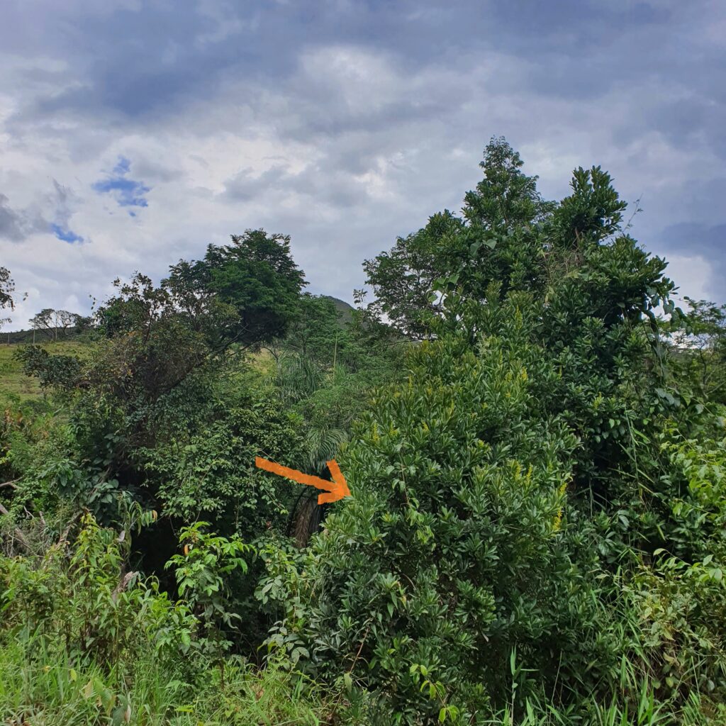 Fruta-de-tucano em floresta estacional.