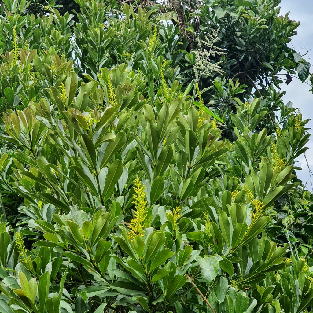 Inflorescências e folhas da fruta-de-tucano.