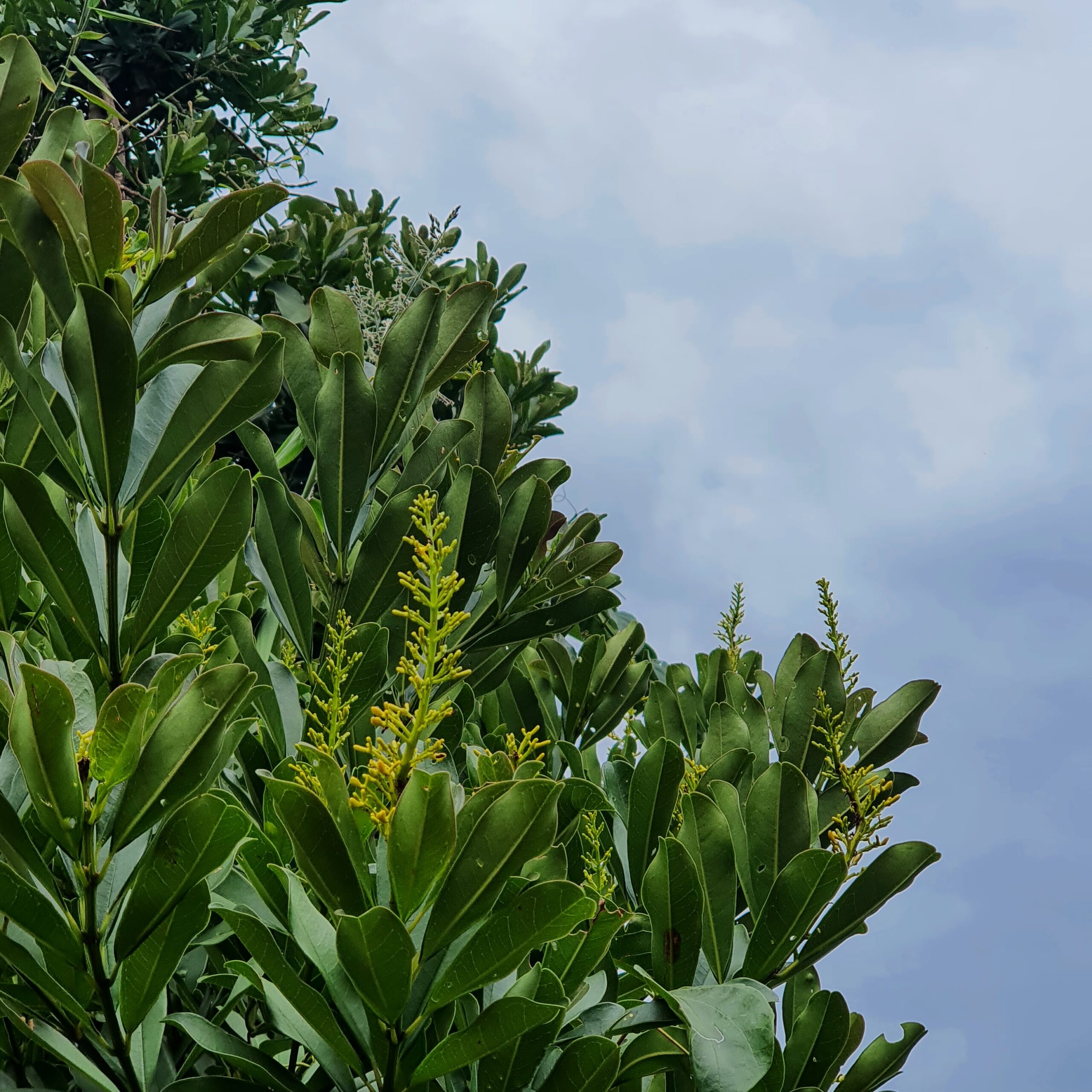 Flores e folhas da fruta-de-tucano.