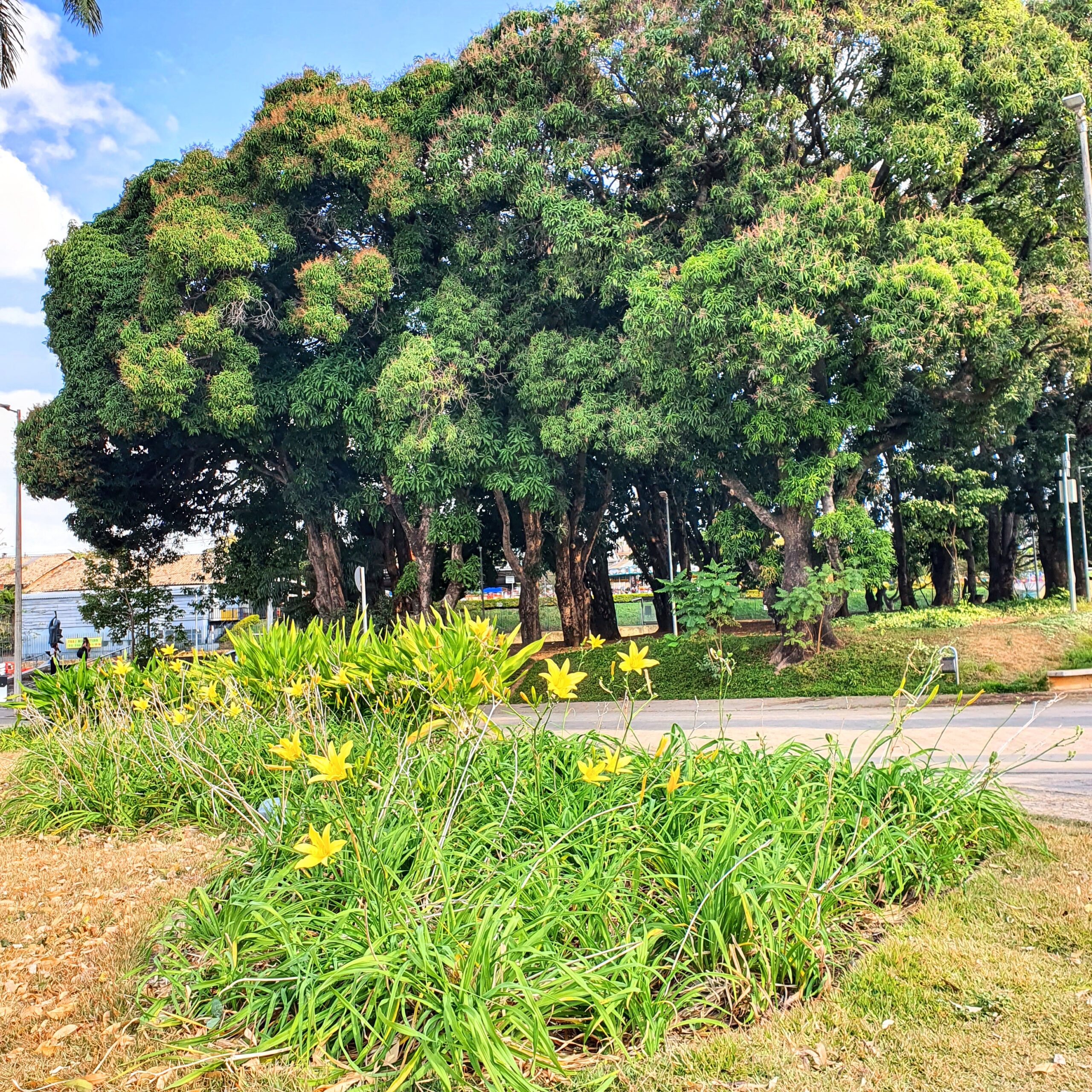 Maciço de lírios-de-são-josé