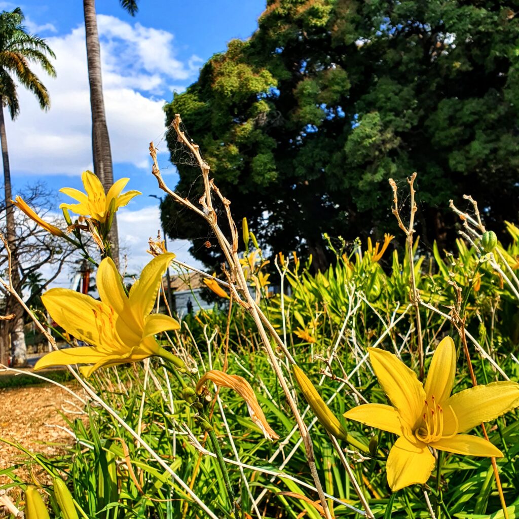 Inflorescências do lírio-de-são-josé.