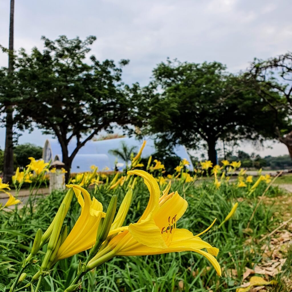 Inflorescências do lírio-de-são-josé.