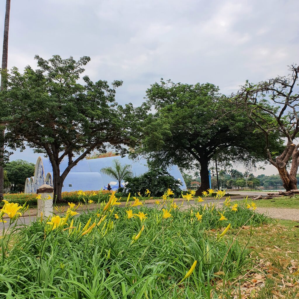 Maciço de lírios-de-são-josé.