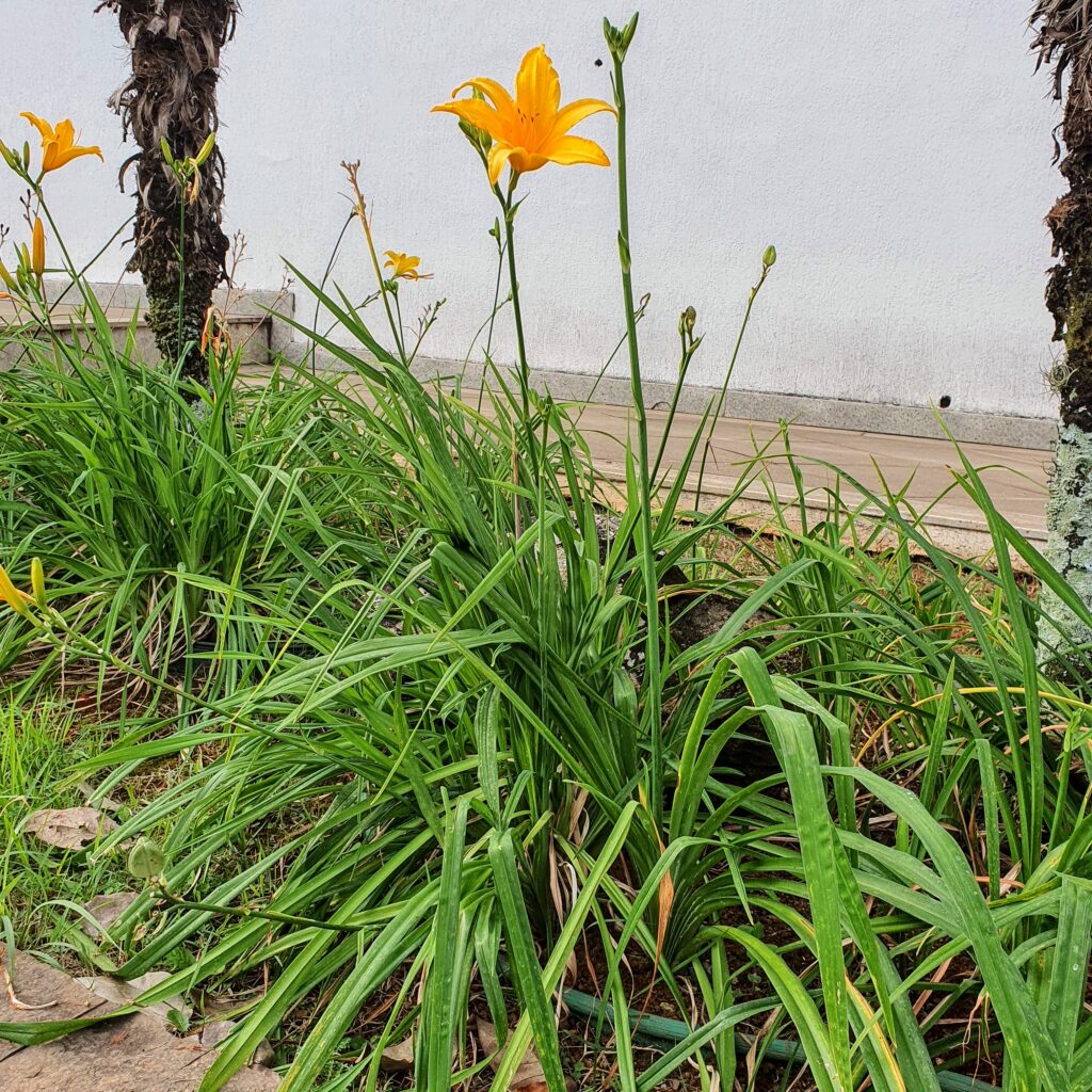 Detalhe da folhagem verde e afilada do lírio-de-são-josé.