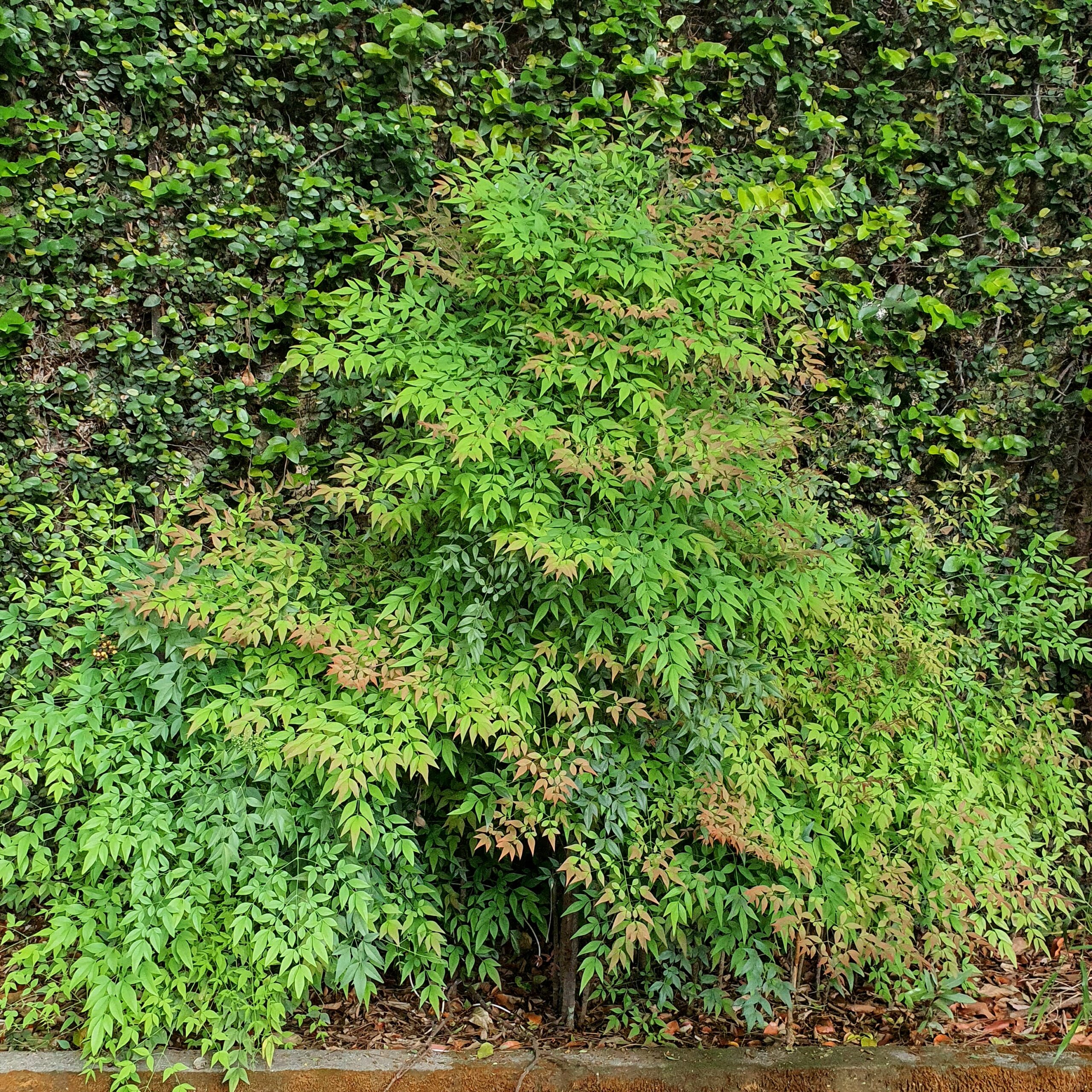 Arbusto de avenca-japonesa.