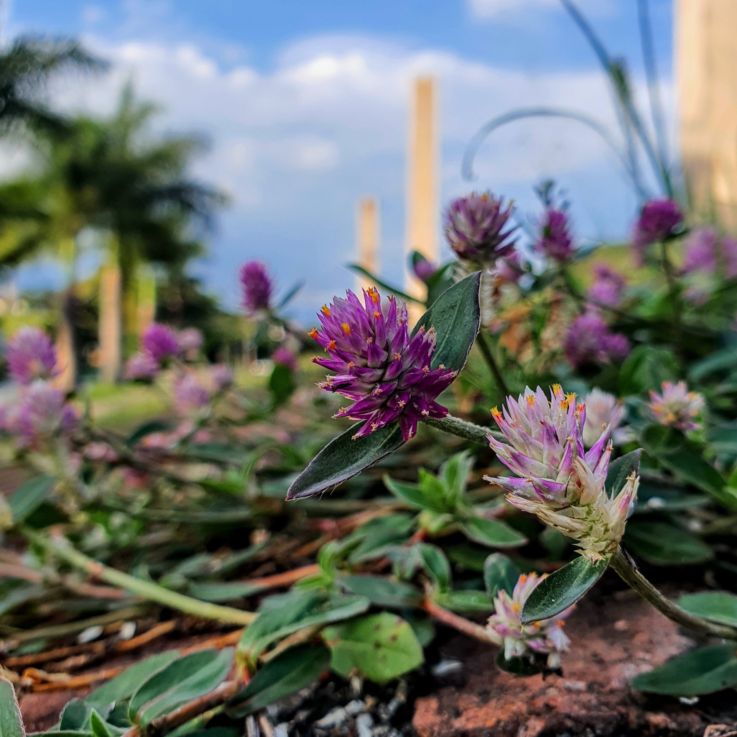 Flor da perpétua.