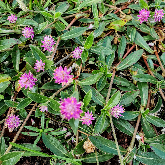 Detalhe das folhas e flores da perpétua.