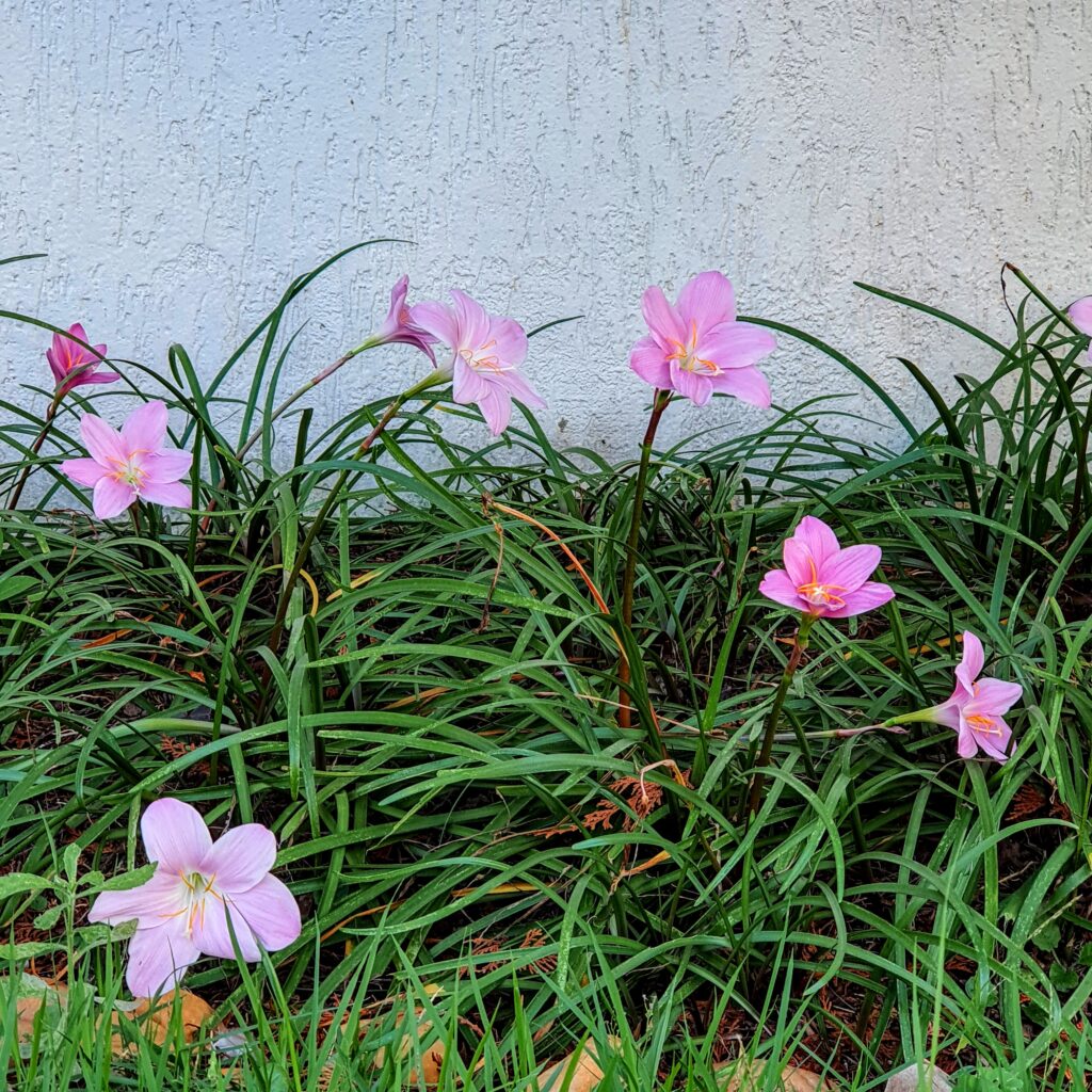 Maciço florido de lírios-do-vento.