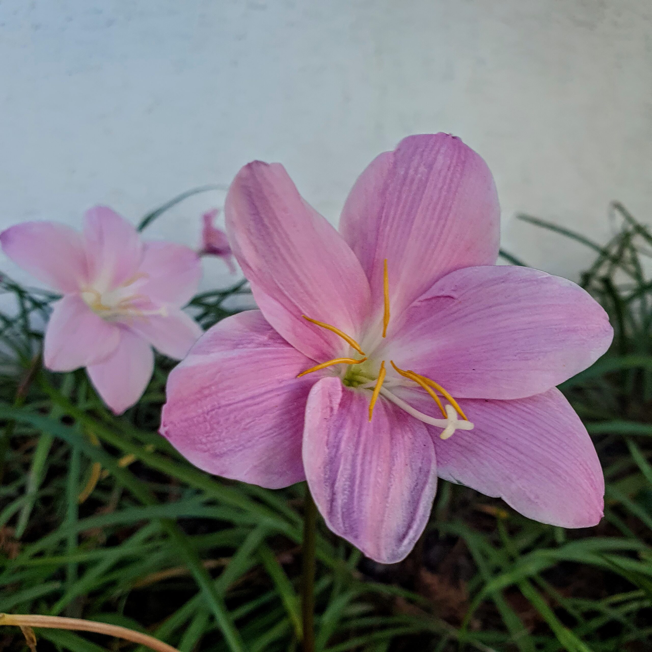 Flor do lírio-do-vento.
