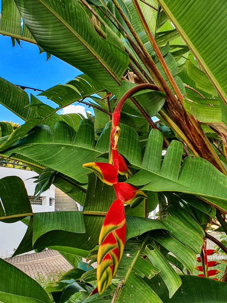 Bananeira do brejo (Heliconia rostrata) Inflorescência da bananeiras-do-brejo.