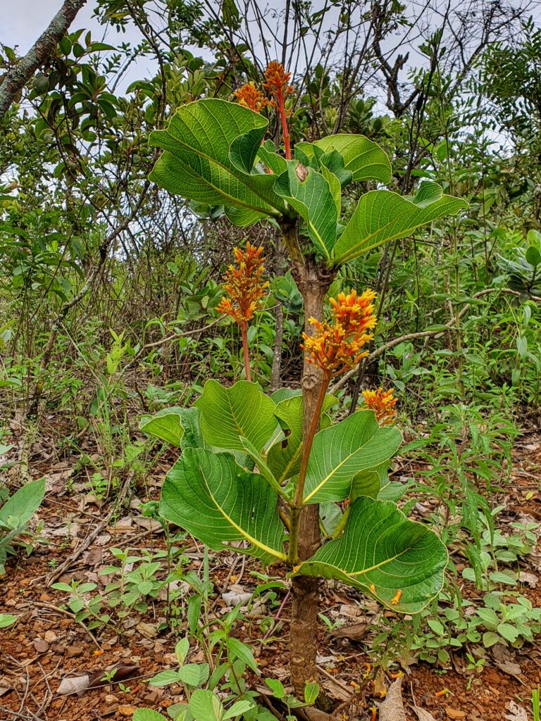 Bate-caixa em área savânica.