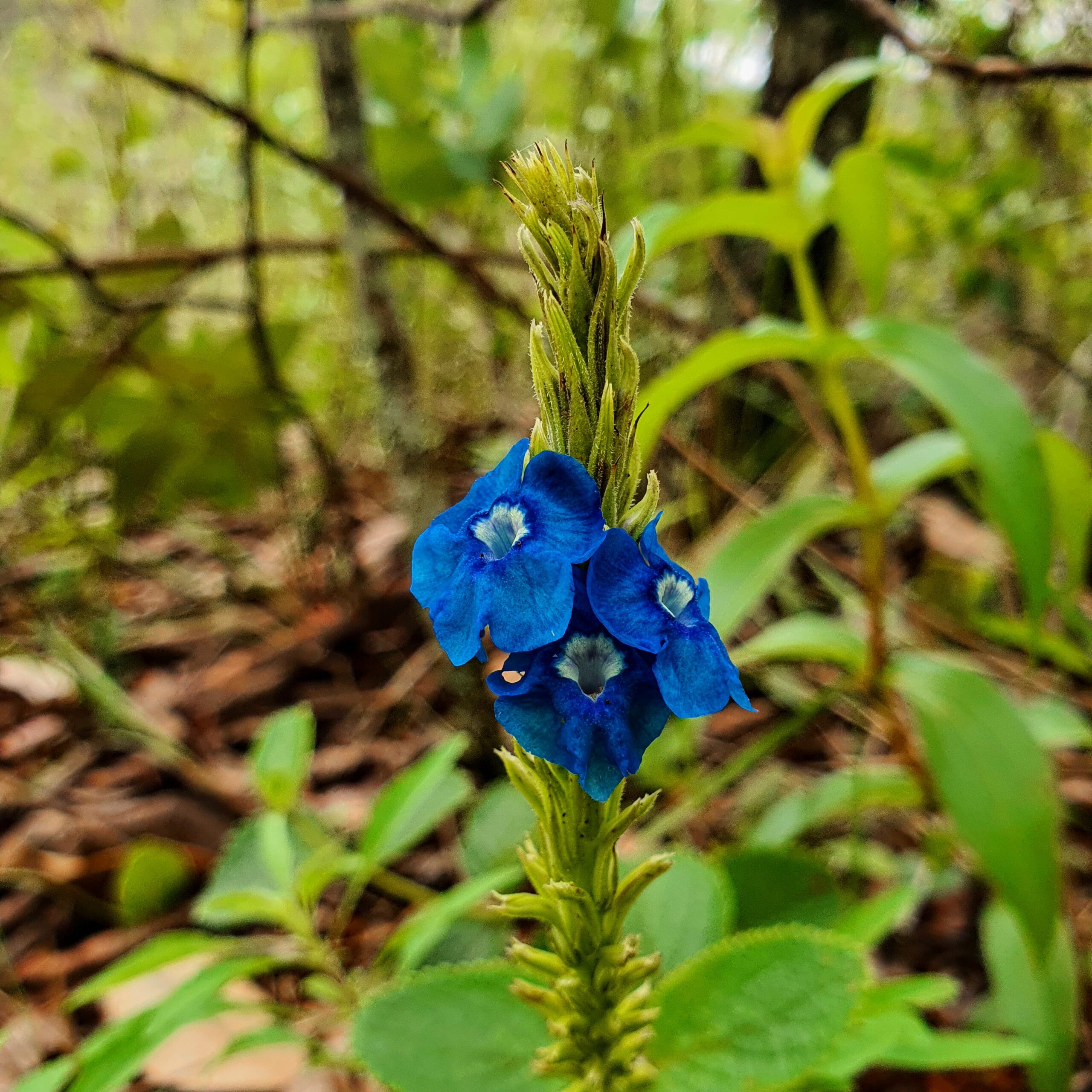 Inflorescência da flor-azul-do-cerrado.