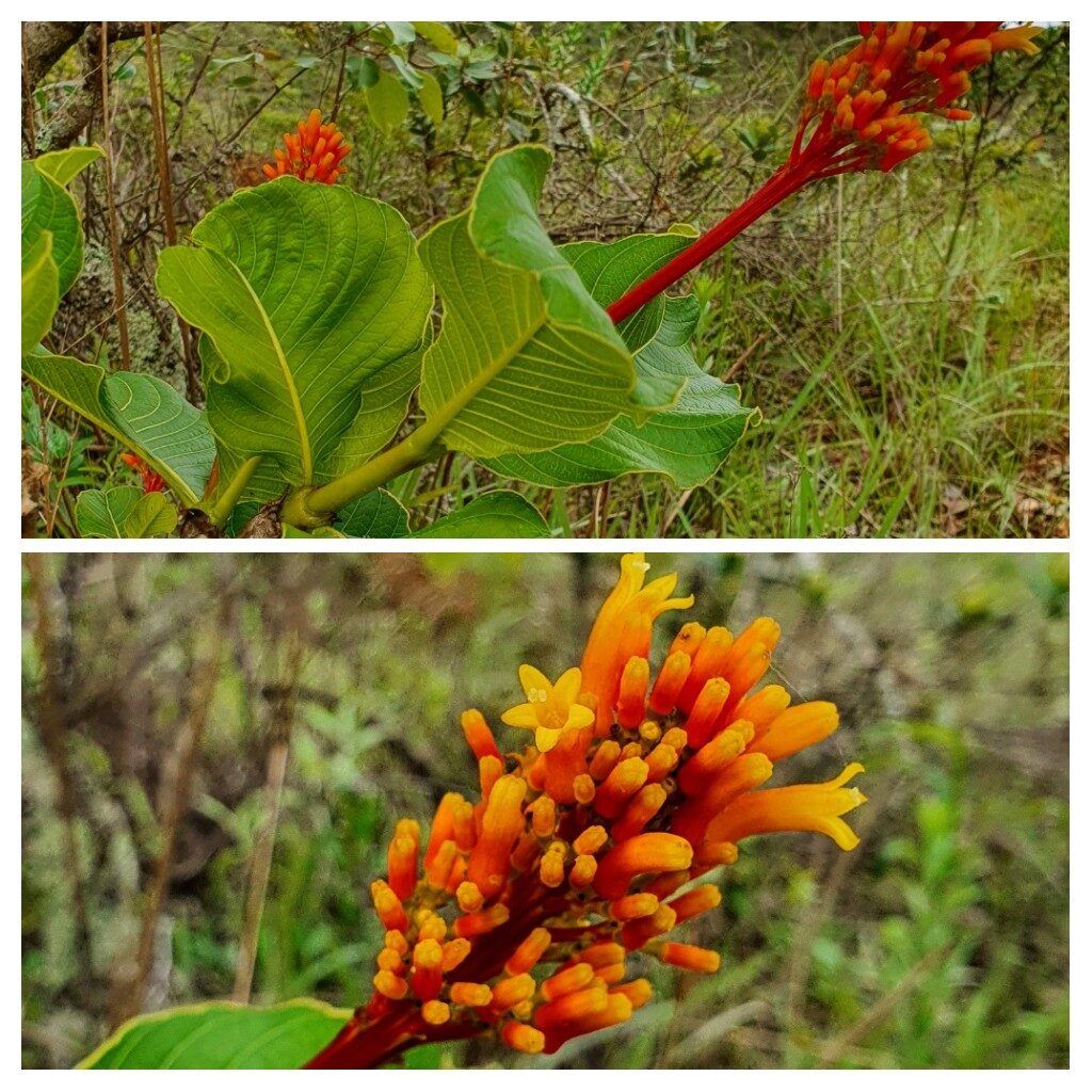 Flores e folhas da bate-caixa.