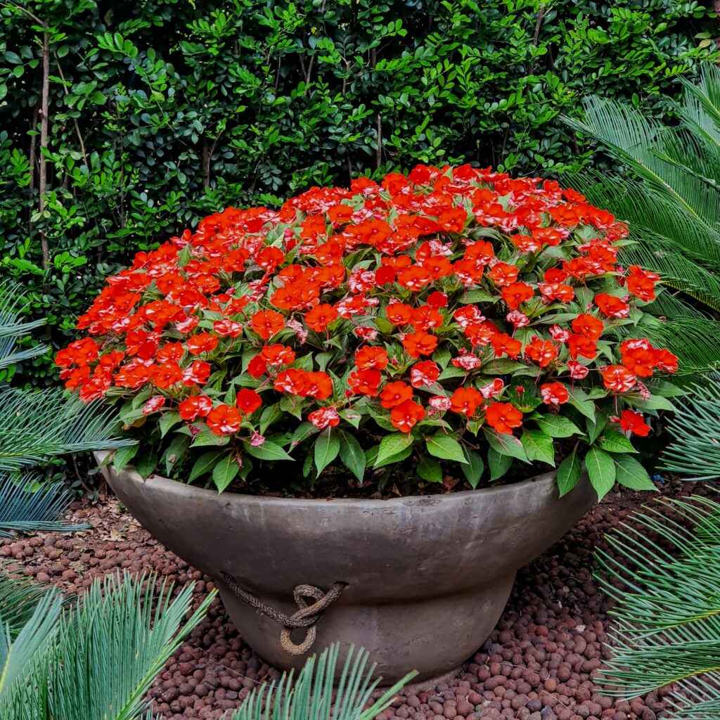 Beijo (Impatiens walleriana) Conjunto de beijos.