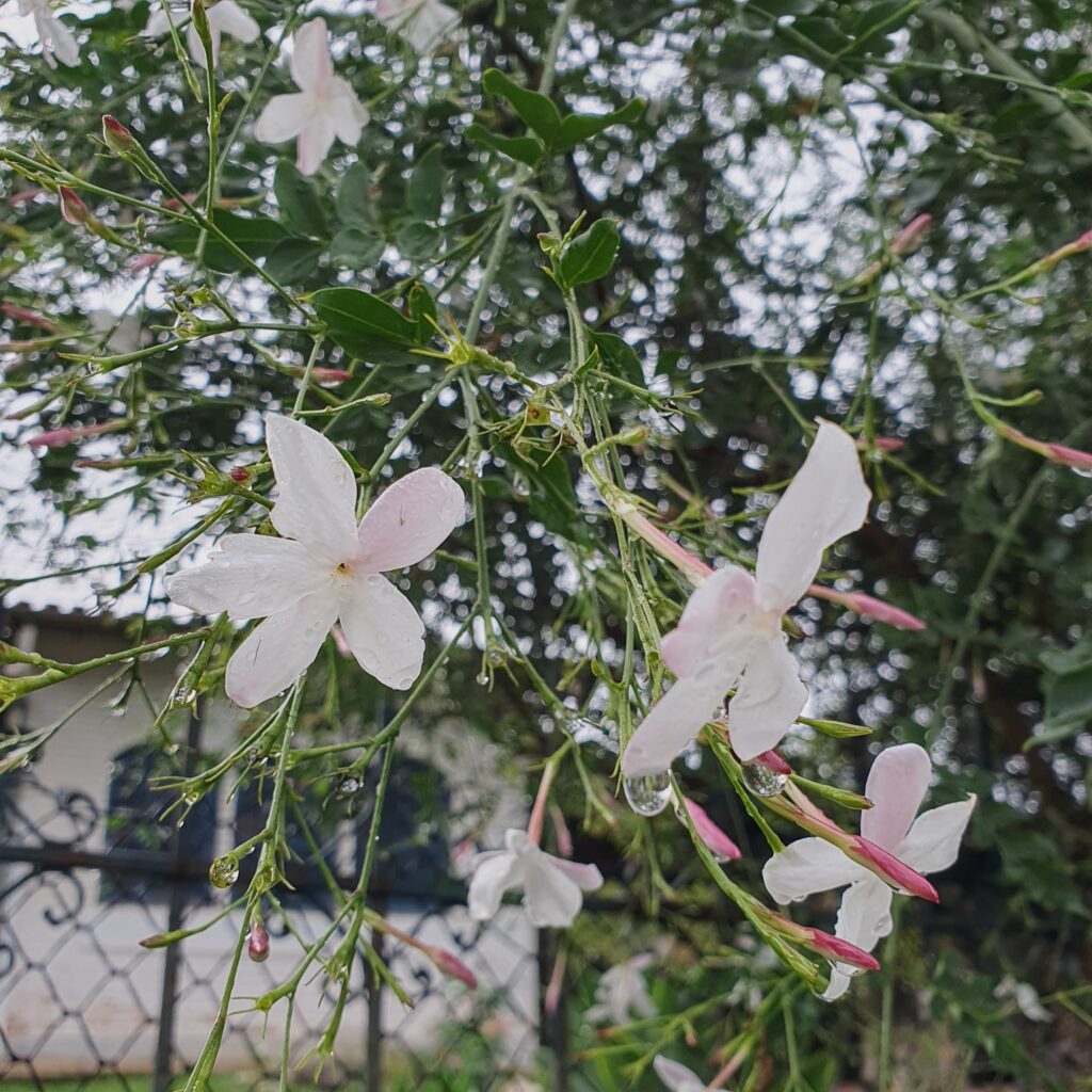 Detalhe das flores do jasmim-italiano.