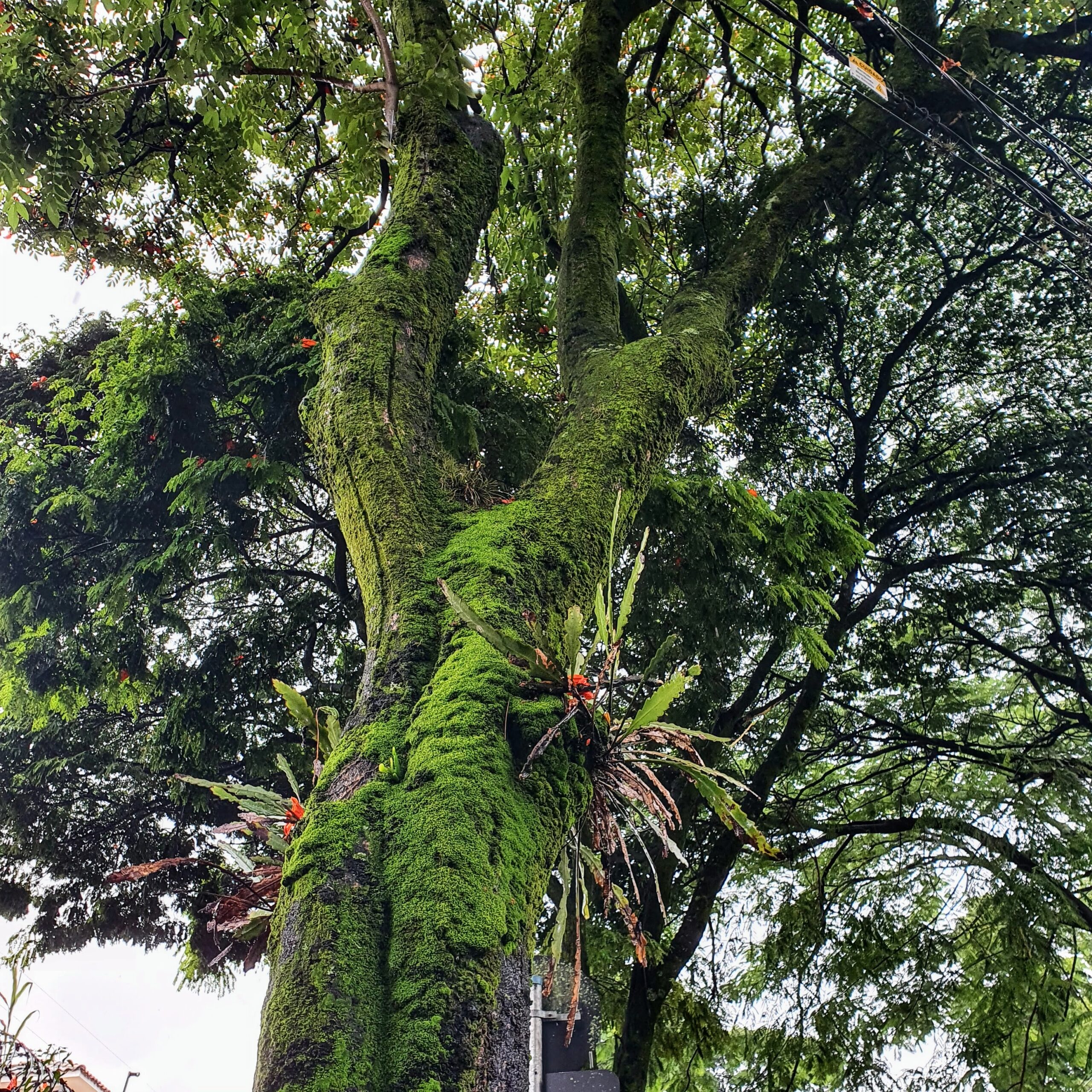 Lepismium houlletianum - cacto serrote | Biologia da Paisagem