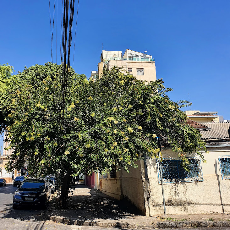 Alfeneiro-brilhante usada da arborização.