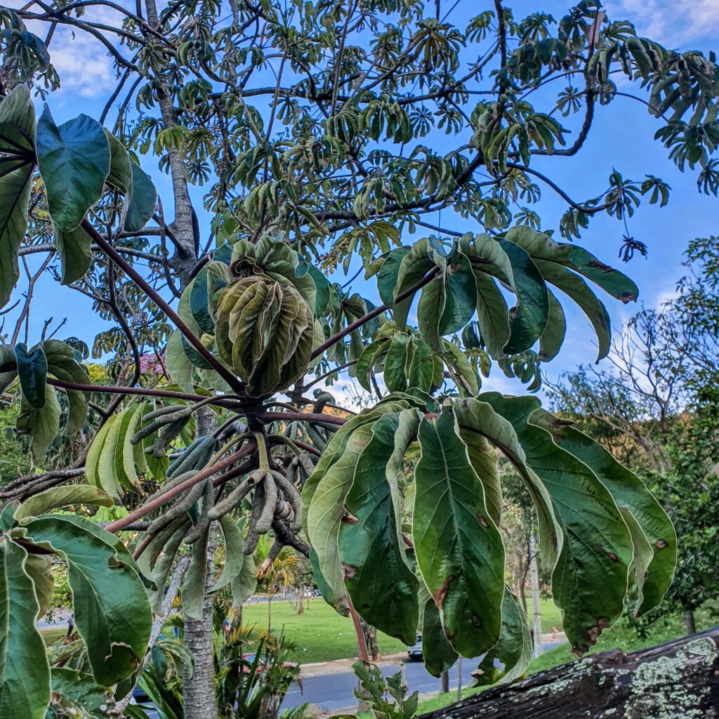 Cecropia Pachystachya Embaúba Branca Biologia Da Paisagem 3586